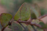 Fourpetal St. Johnswort